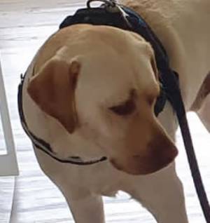 赤ちゃんにリードを持たれ、不服な犬　「そしてこの顔である」「めっちゃ笑った」