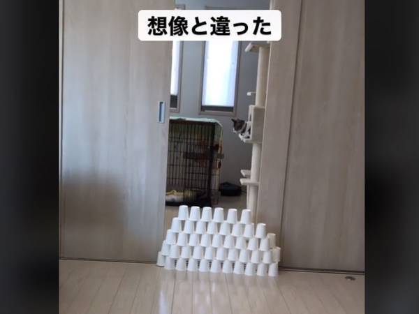 高く積み上げられた紙コップ　飛ぶと期待していた猫に「一枚上手だった」