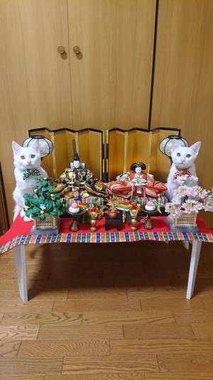 ひな人形の隣で、すまし顔をキメていたのは？　「かわいすぎる」「違和感ない」