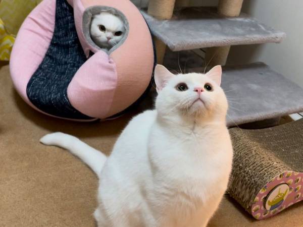 「お腹を抱えて笑った」「目つきがやばい」　目を輝かせる猫　しかし、その背後に？