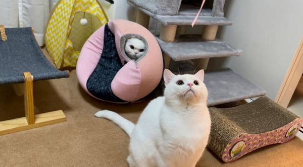 「お腹を抱えて笑った」「目つきがやばい」　目を輝かせる猫　しかし、その背後に？