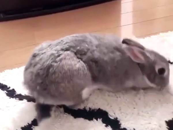 飼い主に「概念ぶち壊し」といわれたウサギ　その姿は、どう見ても…
