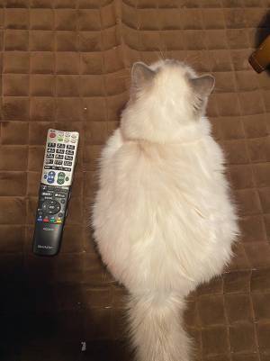 手のひらサイズの子猫　半年後の姿が…？