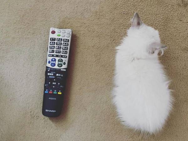 手のひらサイズの子猫　半年後の姿が…？