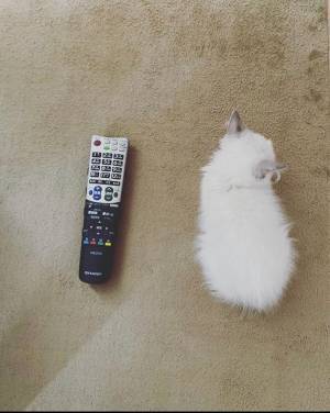 手のひらサイズの子猫　半年後の姿が…？