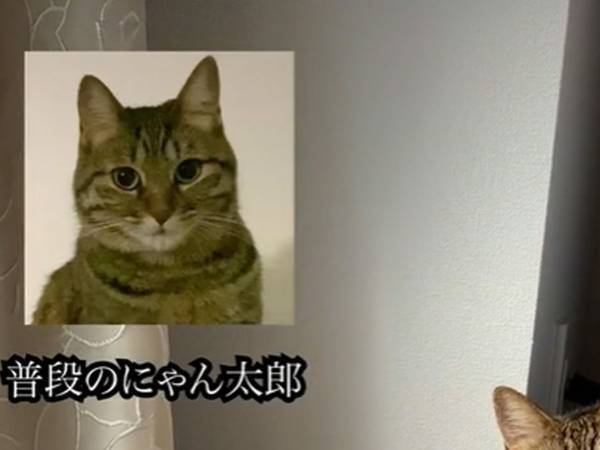 飼い主が見ていない時の猫　普段とのギャップに「人間が入ってる？」
