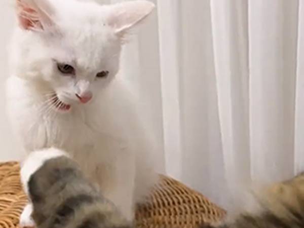 子猫「お兄ちゃんがいじめる！」　ケンカに負ける子猫がかわいすぎた