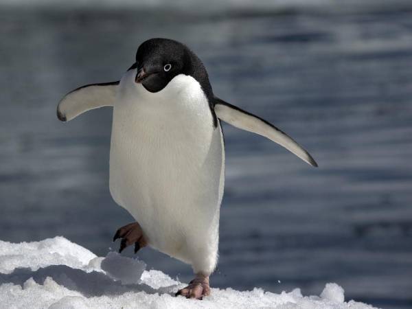 「乗せてくださいな」　南極で観光ボートに『相乗り』したお客さんに大喜び