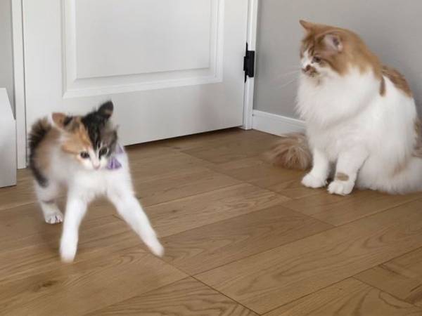 「子猫のテンションについていけない先輩猫」　１枚の写真に、笑ってしまう
