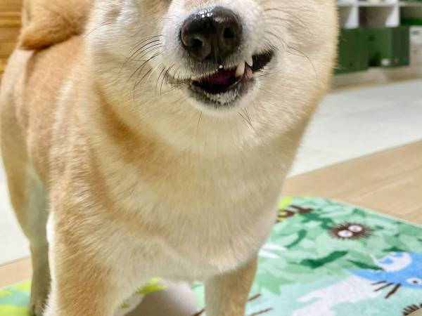 ビスケットを噛みしめる柴犬　『至福』を具現化したような表情に笑う