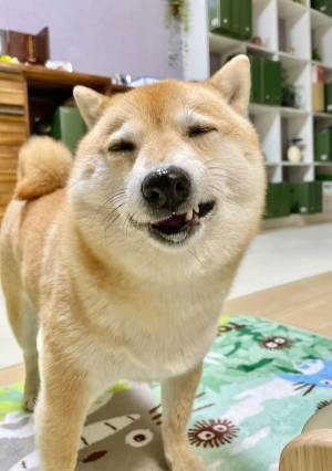 ビスケットを噛みしめる柴犬　『至福』を具現化したような表情に笑う