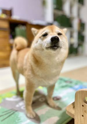 ビスケットを噛みしめる柴犬　『至福』を具現化したような表情に笑う