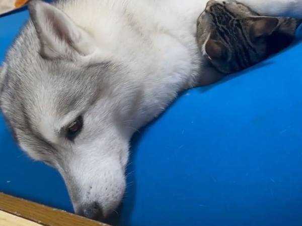 横たわるシベリアンハスキー　腕の中にいたのは？