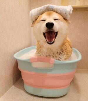 お風呂に入る柴犬　表情に「疲れが一気に吹き飛んだ」の声