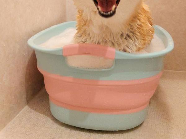 お風呂に入る柴犬　表情に「疲れが一気に吹き飛んだ」の声