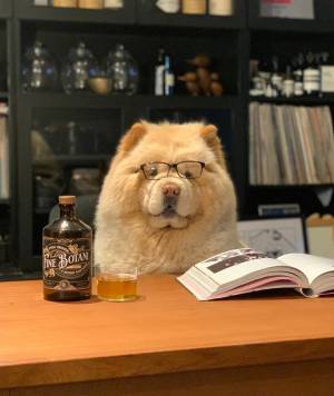 「オーラが隠しきれていない」　飼い主を見つめる姿が、どう見ても…？