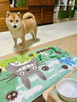 分かりやすすぎる柴犬　おかわりが欲しく、無言の圧力をかける