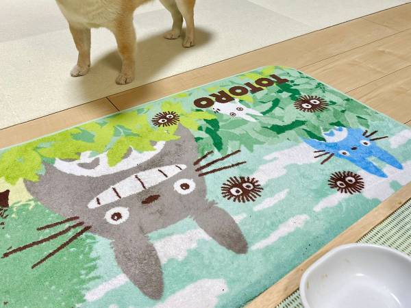 分かりやすすぎる柴犬　おかわりが欲しく、無言の圧力をかける