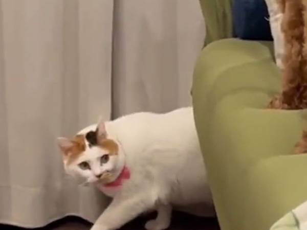 ベッドの上を見ながら慎重に歩く猫　そこにいたのは？