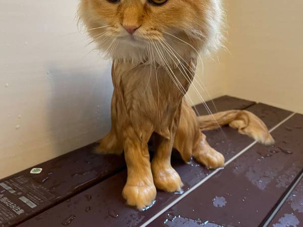 飼い主「ゴメン笑わせて」　お風呂後の猫の姿が、二度見不可避