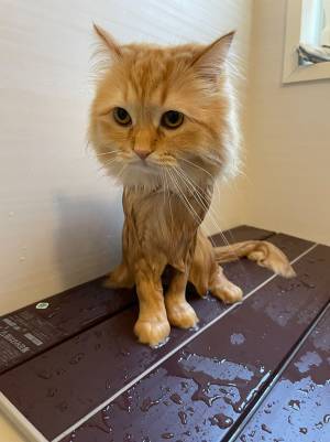飼い主「ゴメン笑わせて」　お風呂後の猫の姿が、二度見不可避