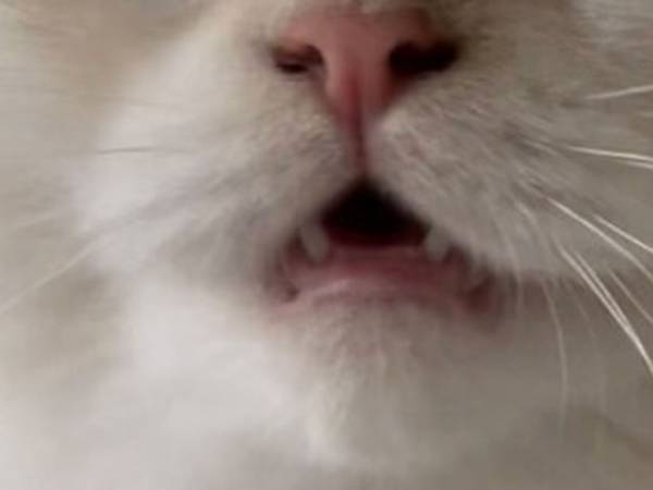 ライオンを見た猫の表情に腹筋崩壊　顔がすべてを物語る