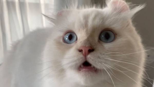 ライオンを見た猫の表情に腹筋崩壊　顔がすべてを物語る