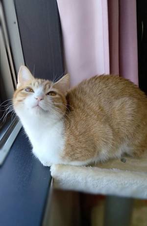 天使のほほ笑みとは、まさにこのこと　猫の『表情』に２０万人超がドキッ