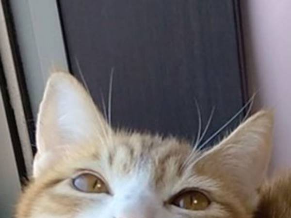 天使のほほ笑みとは、まさにこのこと　猫の『表情』に２０万人超がドキッ