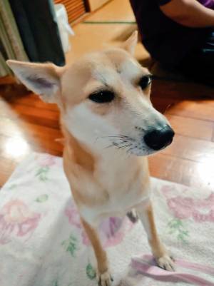 自ら反省する犬の表情が…？　「愛おしい」「大丈夫だよ」