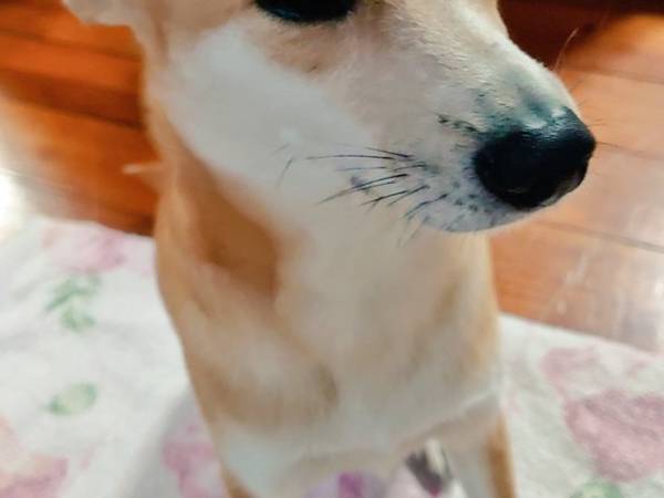 自ら反省する犬の表情が…？　「愛おしい」「大丈夫だよ」