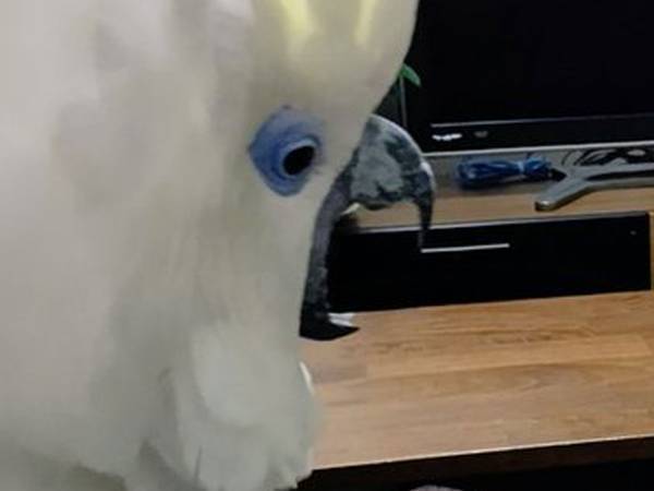 何がそこまで…　オウムが驚いた、人間には変哲もないもの