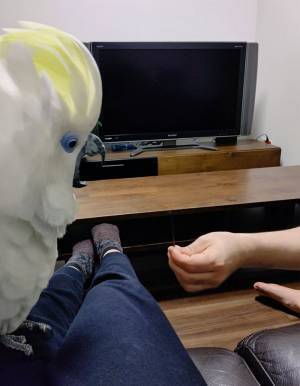 何がそこまで…　オウムが驚いた、人間には変哲もないもの