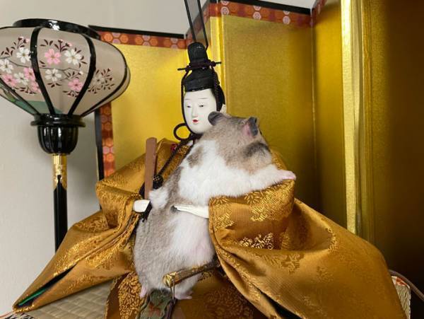 絶妙なサイズ感！　雛人形に興味津々のハムスター、すると？