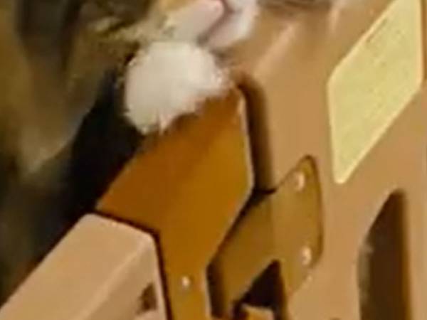 猫がゲートの先に行き…　助けを求める姿に「ずるいくらいかわいい！」