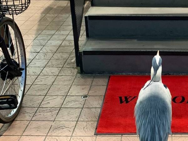 店の階段前で、入店を悩む『動物』　１枚の写真に反響！