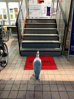 店の階段前で、入店を悩む『動物』　１枚の写真に反響！