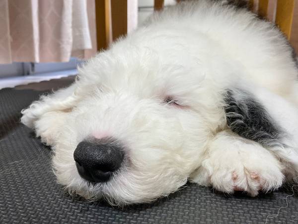 子犬の姿が、スヌーピーにそっくり！　６万人が『いいね』した写真がコチラ