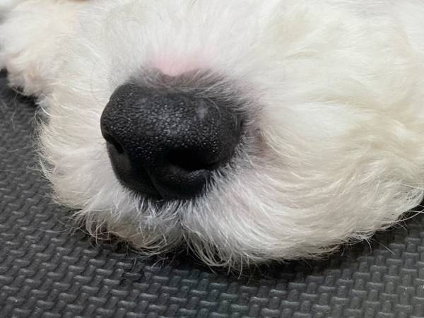 子犬の姿が、スヌーピーにそっくり！　６万人が『いいね』した写真がコチラ