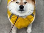 雨の日、散歩に行こうとすると？　柴犬の無言の訴えに、笑いが込み上げる