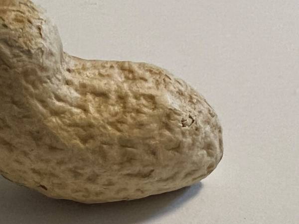 落花生の形が、どう見ても…？　１６万人が驚いた、１枚の写真がこちら！