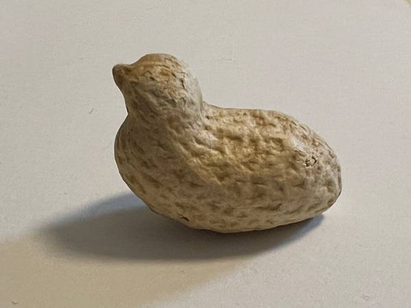 落花生の形が、どう見ても…？　１６万人が驚いた、１枚の写真がこちら！