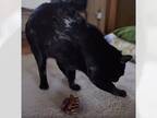 飼い主が、かりんとうを食べていると…？　黒猫の行動に「笑った」