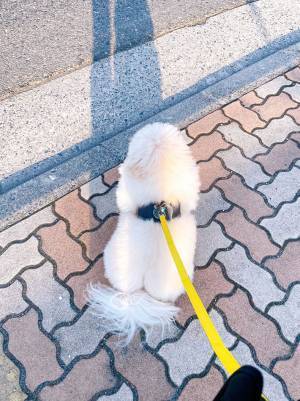 信号待ちをする犬に「めちゃくちゃ可愛い」の声！　その理由が？