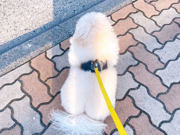 信号待ちをする犬に「めちゃくちゃ可愛い」の声！　その理由が？