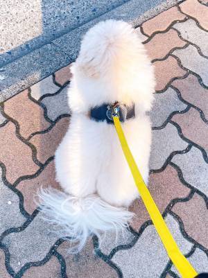 信号待ちをする犬に「めちゃくちゃ可愛い」の声！　その理由が？