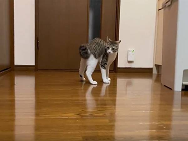 飼い主「かわいく撮りたかったのに…」　５秒の動画に吹き出す