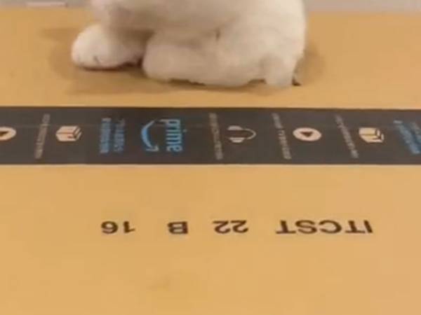 段ボールの中に入った猫　まさかのオチに「爆笑した」「３回見た」