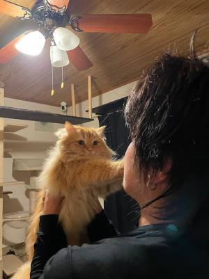 「座イスに粗相をしてしまいました」　猫の表情に、キュンとする人が続出