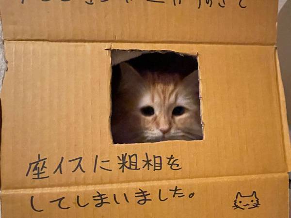 「座イスに粗相をしてしまいました」　猫の表情に、キュンとする人が続出